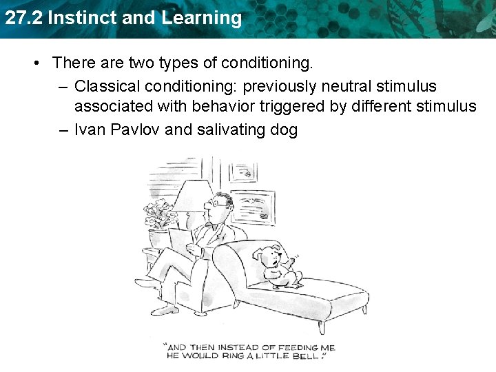 27. 2 Instinct and Learning • There are two types of conditioning. – Classical