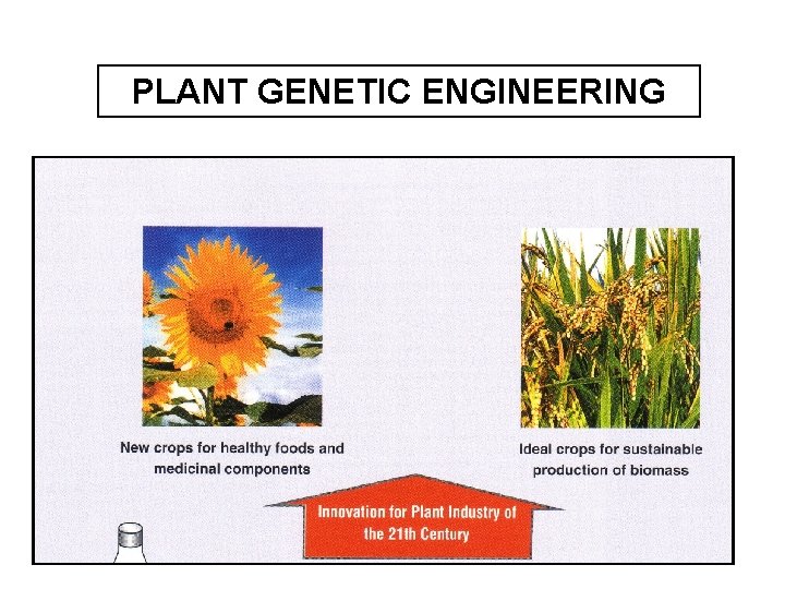 PLANT GENETIC ENGINEERING 