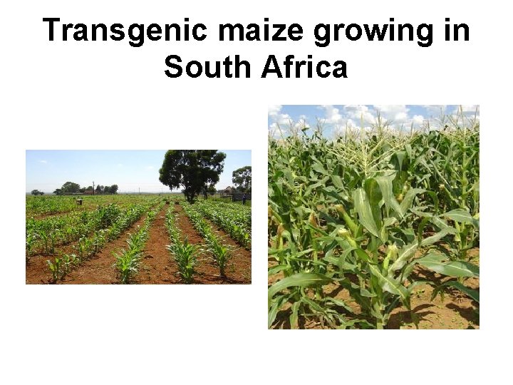 Transgenic maize growing in South Africa 
