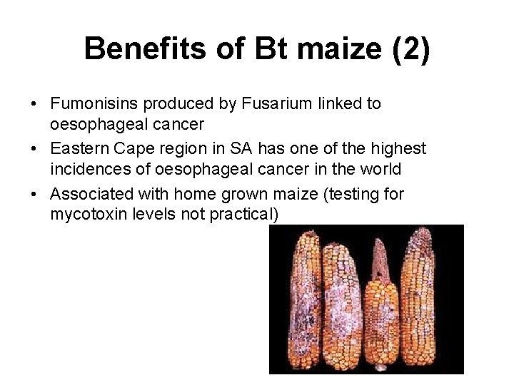 Benefits of Bt maize (2) • Fumonisins produced by Fusarium linked to oesophageal cancer