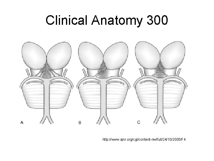 Clinical Anatomy 300 http: //www. ajnr. org/cgi/content-nw/full/24/10/2005/F 4 