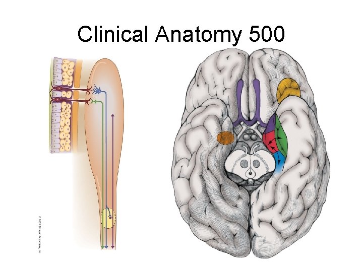 Clinical Anatomy 500 