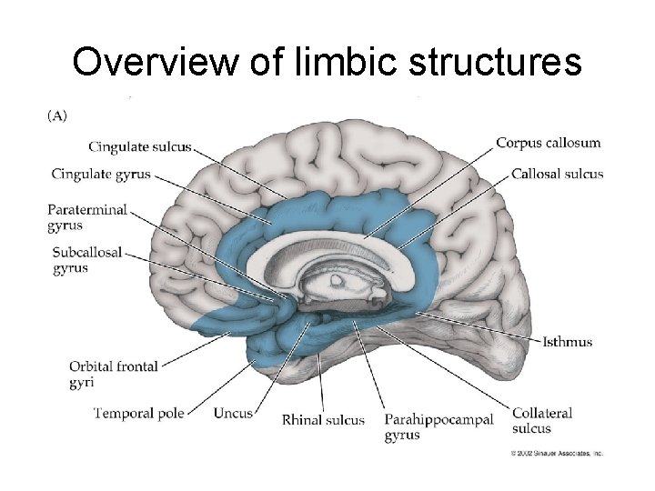 Overview of limbic structures 