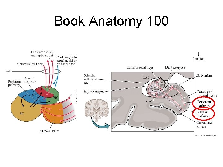 Book Anatomy 100 