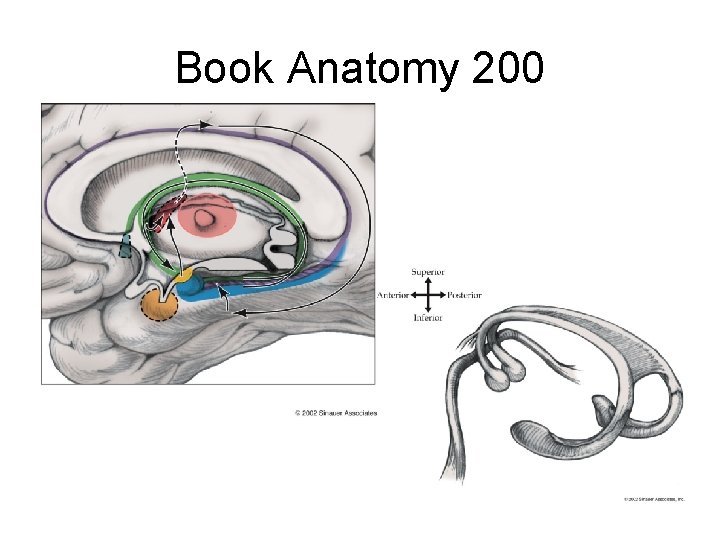 Book Anatomy 200 
