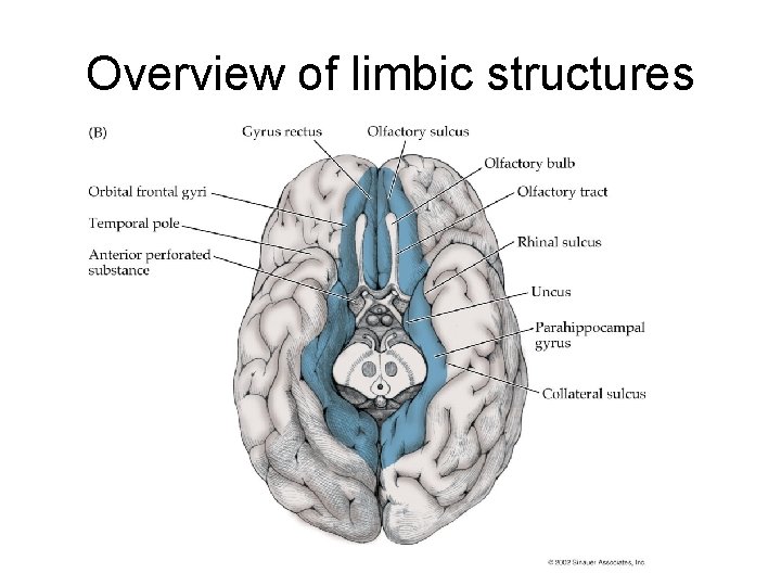 Overview of limbic structures 