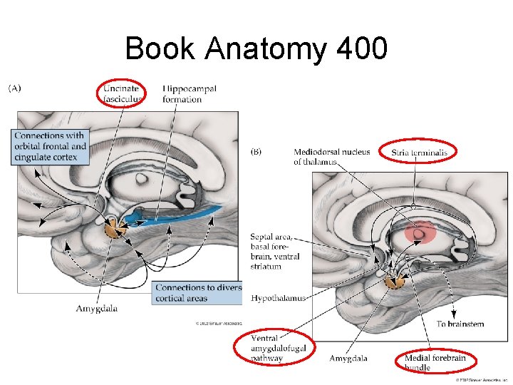Book Anatomy 400 