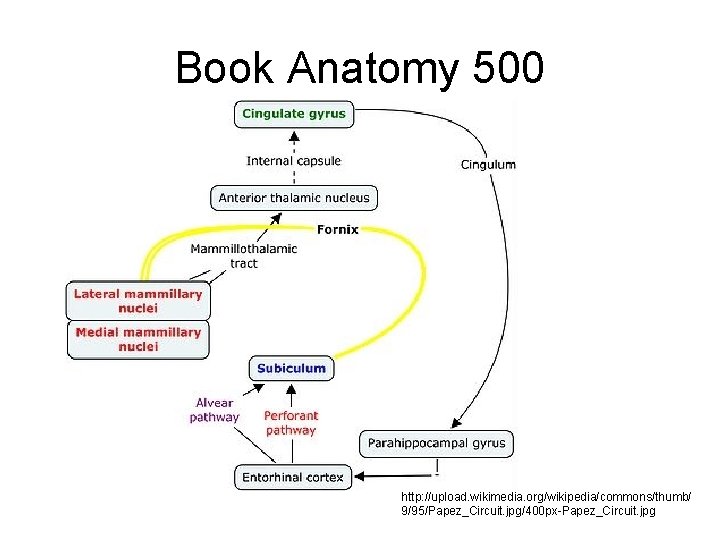 Book Anatomy 500 http: //upload. wikimedia. org/wikipedia/commons/thumb/ 9/95/Papez_Circuit. jpg/400 px-Papez_Circuit. jpg 