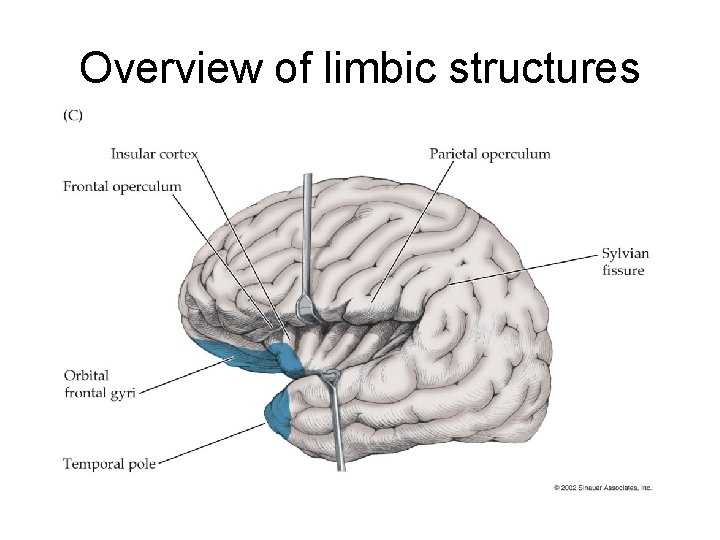 Overview of limbic structures 