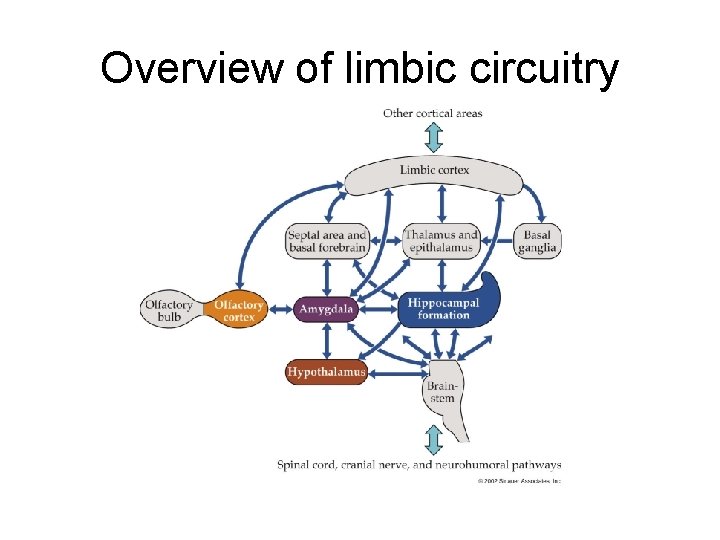 Overview of limbic circuitry 