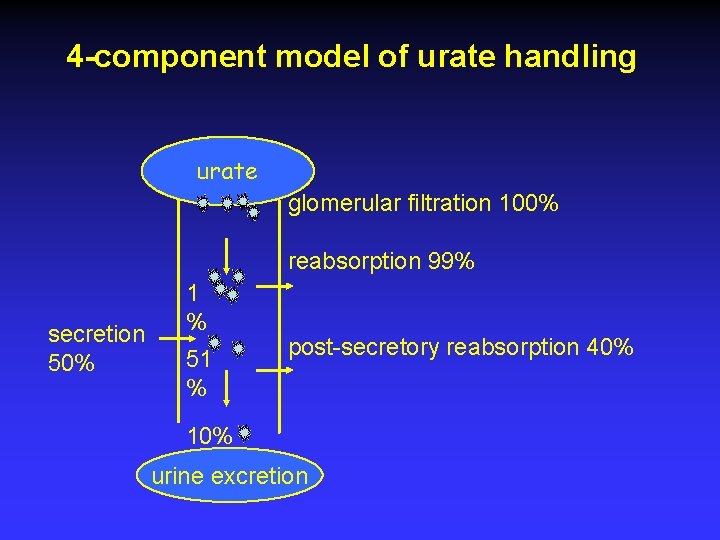 4 -component model of urate handling urate glomerular filtration 100% reabsorption 99% secretion 50%