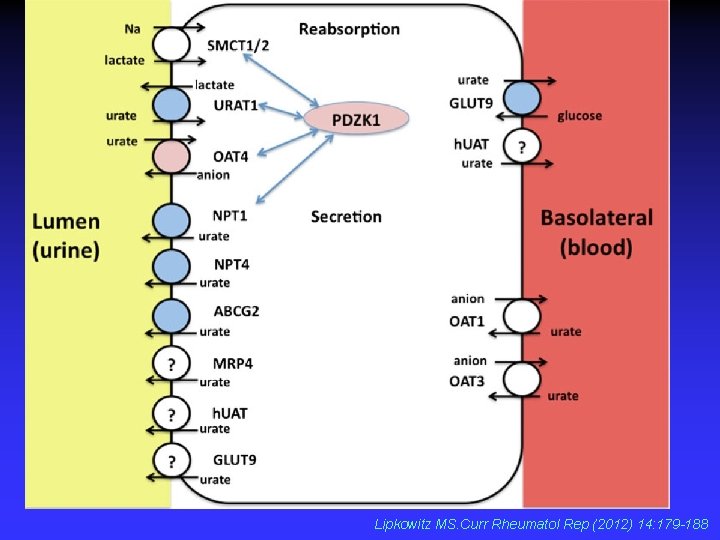 Lipkowitz MS. Curr Rheumatol Rep (2012) 14: 179 -188 