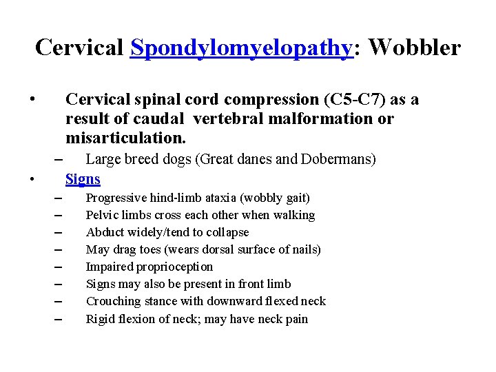 Cervical Spondylomyelopathy: Wobbler • Cervical spinal cord compression (C 5 -C 7) as a