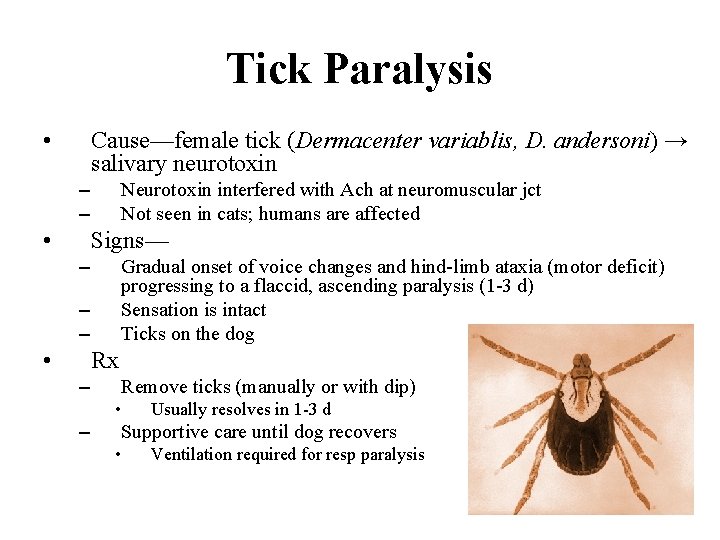 Tick Paralysis • Cause—female tick (Dermacenter variablis, D. andersoni) → salivary neurotoxin – –