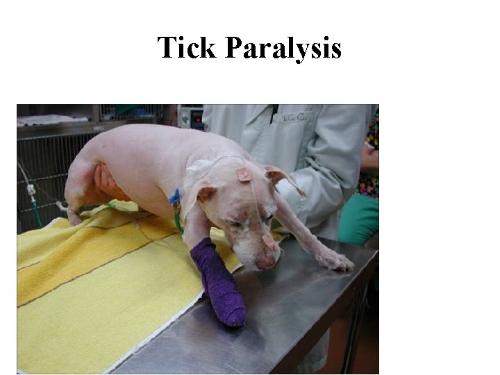 Tick Paralysis 
