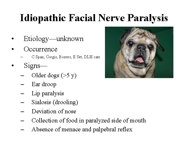 Idiopathic Facial Nerve Paralysis • • Etiology—unknown Occurrence – • C Span, Corgis, Boxers,