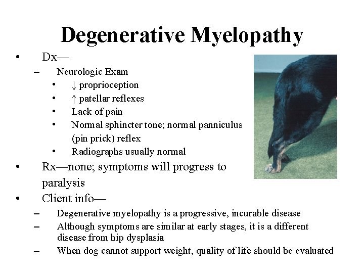 Degenerative Myelopathy • Dx— – • Neurologic Exam • ↓ proprioception • ↑ patellar