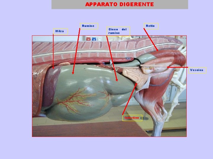 APPARATO DIGERENTE Rumine Milza Cieco del rumine Retto Vescica Intestino 