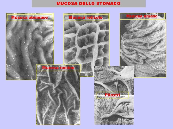 MUCOSA DELLO STOMACO Mucosa abomaso Mucosa reticolo Mucosa rumine Pilastri 