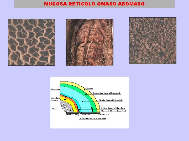 MUCOSA RETICOLO OMASO ABOMASO 