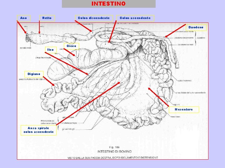 INTESTINO Ano Retto Colon discendente Colon ascendente Duodeno Ileo Cieco Digiuno Mesentere Ansa spirale