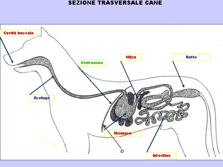SEZIONE TRASVERSALE CANE Cavità buccale Milza Retto Diaframma Esofago Stomaco Intestino 