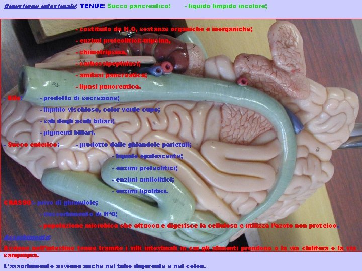 Digestione intestinale : TENUE: Succo pancreatico: - liquido limpido incolore; - costituito da H²O,