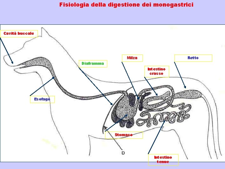 Fisiologia della digestione dei monogastrici Cavità buccale Milza Retto Diaframma Intestino crasso Esofago Stomaco