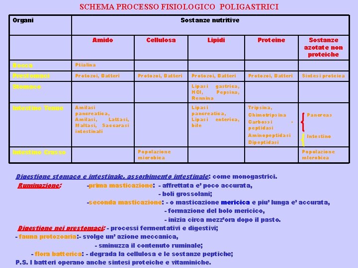 SCHEMA PROCESSO FISIOLOGICO POLIGASTRICI Organi Sostanze nutritive Amido Bocca Ptialina Prestomaci Protozoi, Batteri Cellulosa