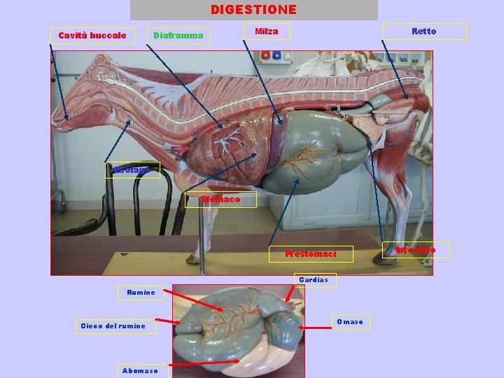 DIGESTIONE Cavità buccale Diaframma Milza Retto Esofago Stomaco Prestomaci Cardias Rumine Cieco del rumine