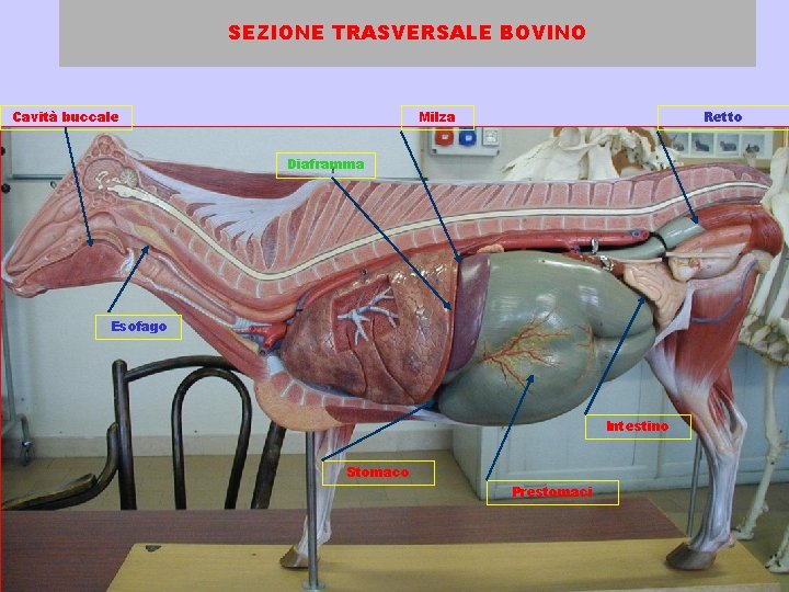 SEZIONE TRASVERSALE BOVINO Cavità buccale Milza Retto Diaframma Esofago Intestino Stomaco Prestomaci 