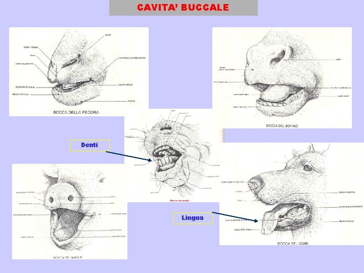 CAVITA’ BUCCALE Denti Lingua 