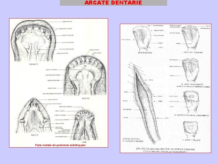 ARCATE DENTARIE 