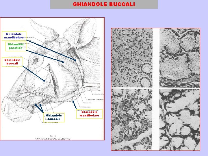 GHIANDOLE BUCCALI Ghiandole mandibolare Ghiandola parotide Ghiandole buccali Ghiandola mandibolare 