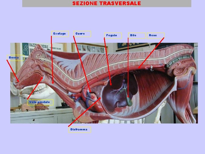 SEZIONE TRASVERSALE Esofago Cuore Bocca Velo pendulo Diaframma Fegato Bile Rene 