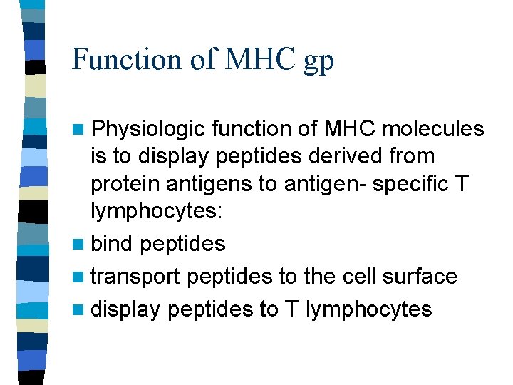 Function of MHC gp n Physiologic function of MHC molecules is to display peptides