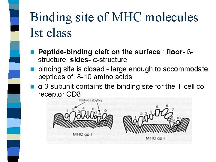 Binding site of MHC molecules Ist class Peptide-binding cleft on the surface : floor-