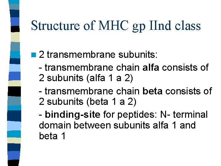 Structure of MHC gp IInd class n 2 transmembrane subunits: - transmembrane chain alfa