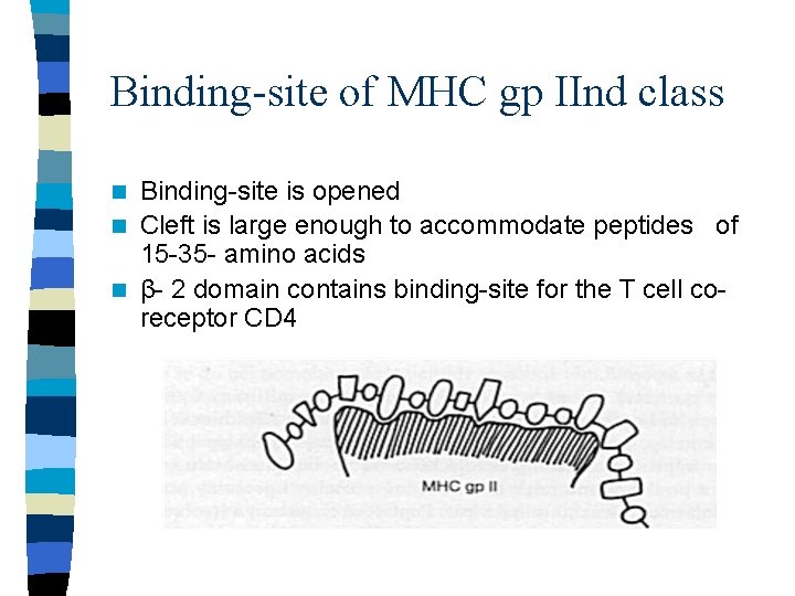 Binding-site of MHC gp IInd class Binding-site is opened n Cleft is large enough