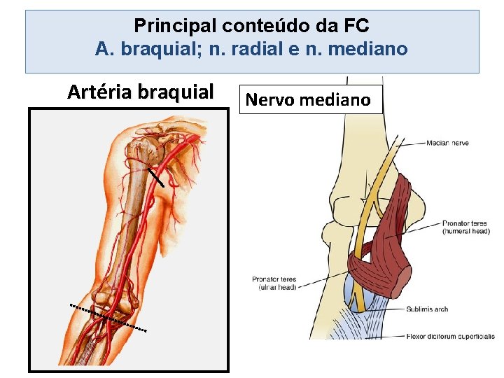Principal conteúdo da FC A. braquial; n. radial e n. mediano Artéria braquial Nervo