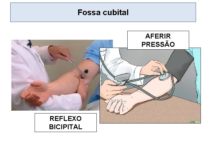 Fossa cubital AFERIR PRESSÃO REFLEXO BICIPITAL 
