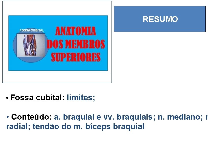 RESUMO • Fossa cubital: limites; • Conteúdo: a. braquial e vv. braquiais; n. mediano;