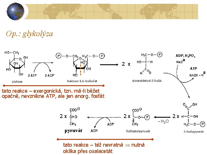 Op. : glykolýza ADP, H 3 PO 4 2 x 2 ATP 2 tato