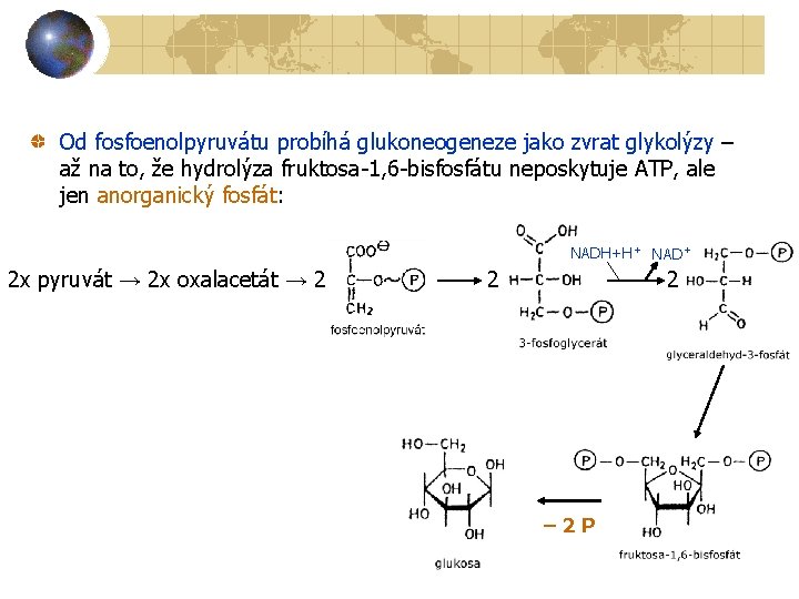 Od fosfoenolpyruvátu probíhá glukoneogeneze jako zvrat glykolýzy – až na to, že hydrolýza fruktosa-1,