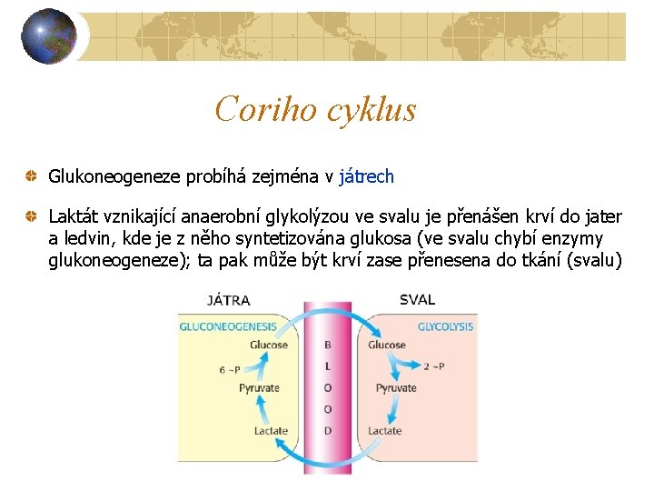 Coriho cyklus Glukoneogeneze probíhá zejména v játrech Laktát vznikající anaerobní glykolýzou ve svalu je