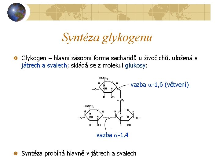 Syntéza glykogenu Glykogen – hlavní zásobní forma sacharidů u živočichů, uložená v játrech a