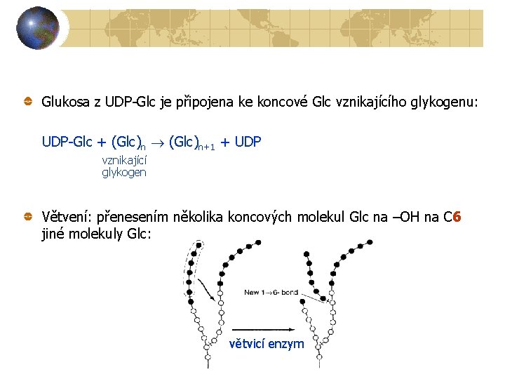 Glukosa z UDP-Glc je připojena ke koncové Glc vznikajícího glykogenu: UDP-Glc + (Glc)n+1 +