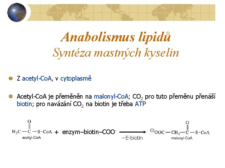 Anabolismus lipidů Syntéza mastných kyselin Z acetyl-Co. A, v cytoplasmě Acetyl-Co. A je přeměněn