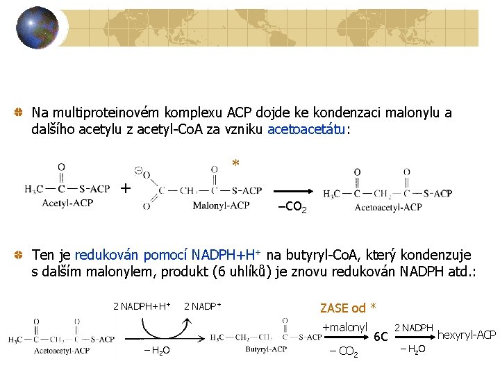 Na multiproteinovém komplexu ACP dojde ke kondenzaci malonylu a dalšího acetylu z acetyl-Co. A