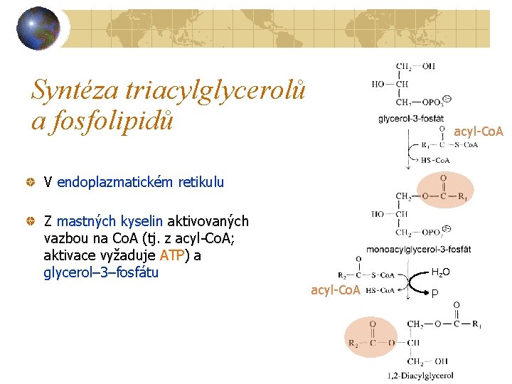 Syntéza triacylglycerolů a fosfolipidů acyl-Co. A V endoplazmatickém retikulu Z mastných kyselin aktivovaných vazbou